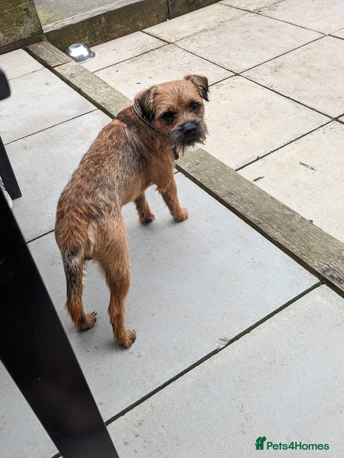 Mixed Breed dogs Border Terrier/Maltipoo mixed breed (Borderpoo) - Advert 2