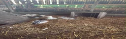 Ducks poultry for sale: Appleyard Ducks – 2 Females & 3 Males in Telford - Advert 2