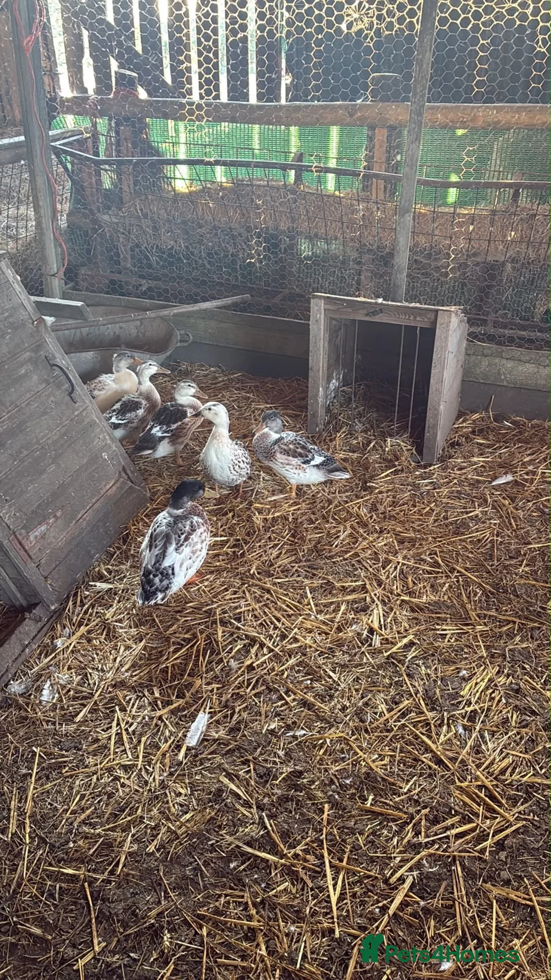 Ducks poultry for sale: Appleyard Ducks – 2 Females & 3 Males in Telford - Advert 2