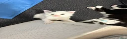 Mixed Breed cats for sale: Kitten for sale  - Advert 3