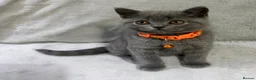 British Shorthair cats for sale: Ready!! GCCF, 5 gen championship BSH female - Advert 3