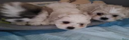 Zuchon dogs for sale: Shichon/Zuchon - Advert 15