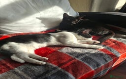 Mixed Breed cats for sale:  Betty & Winter Looking for Their Forever Home  - Image 2