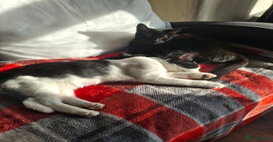 Mixed Breed cats - Advert 9