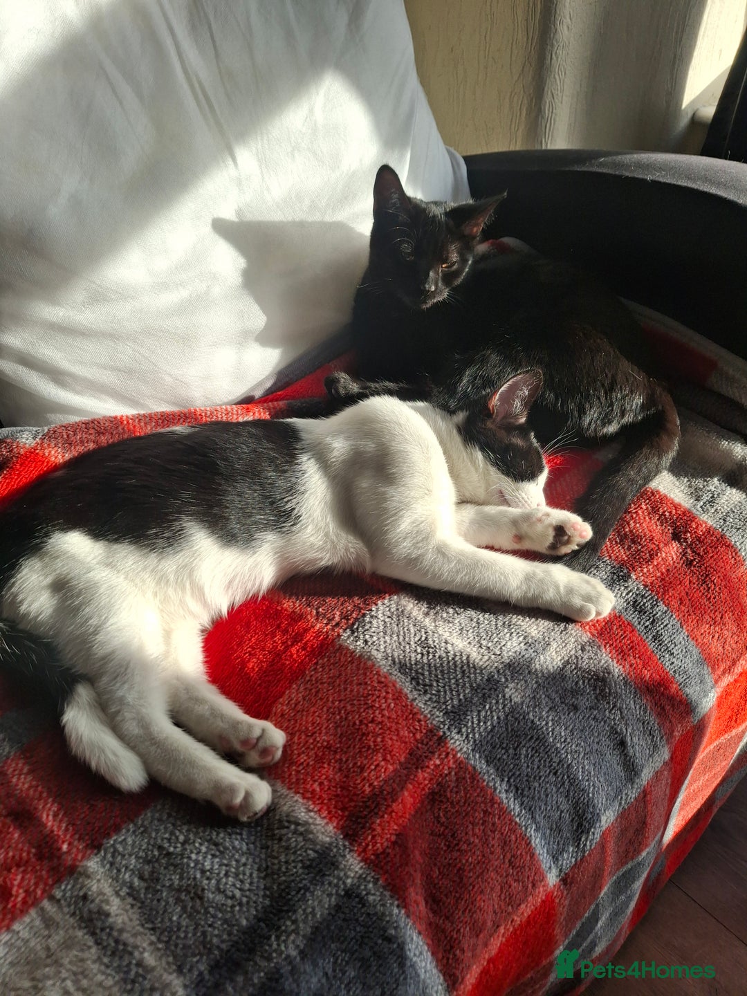 Mixed Breed cats for sale:  Betty & Winter Looking for Their Forever Home  - Image 2