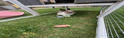 Netherland Dwarf rabbits for sale: Netherland Dwarf Bunny * Last one ready now *  - Advert 2