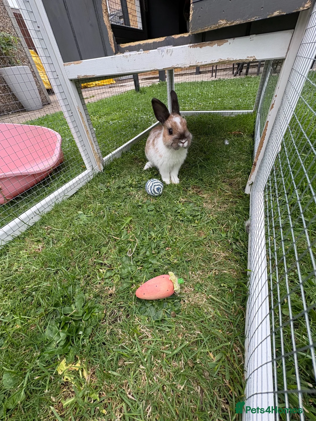 Netherland Dwarf rabbits for sale: Netherland Dwarf Bunny * Last one ready now *  - Advert 2