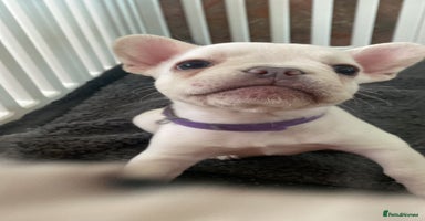 French Bulldog dogs - Advert 5