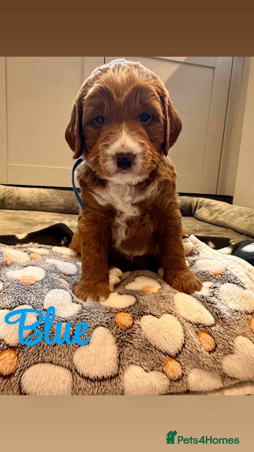 Labradoodle dogs for sale: Beautiful Labradoodle Puppies Available 🐾 - Advert 12