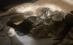 Siamese cats for sale: Lynx Point Siamese x bengal  - Image 1