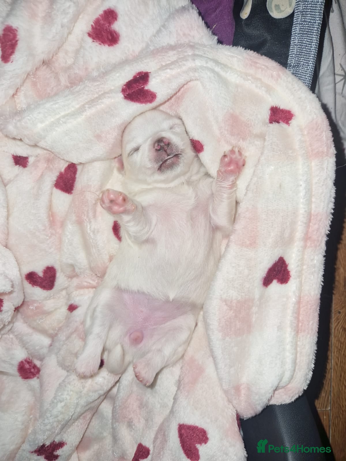 Chihuahua dogs Elite DNA-Tested Luxury Chihuahua Puppies - Advert 15