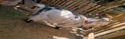 Goats livestock for sale: Pygmy goats  - Advert 6