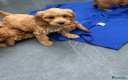 Cockapoo dogs for sale: Cockapoos  - Image 15