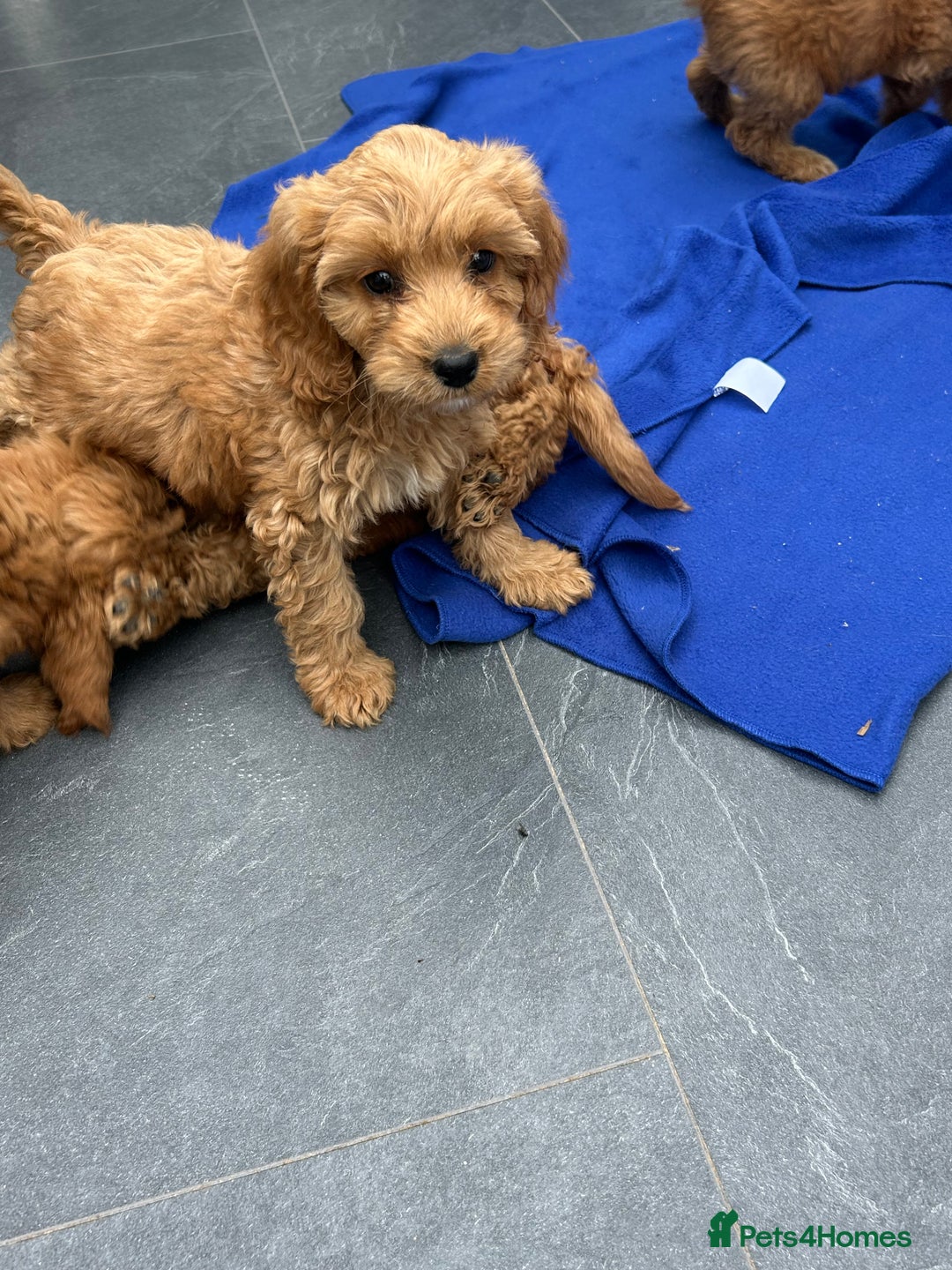 Cockapoo dogs for sale: Cockapoos  - Image 15