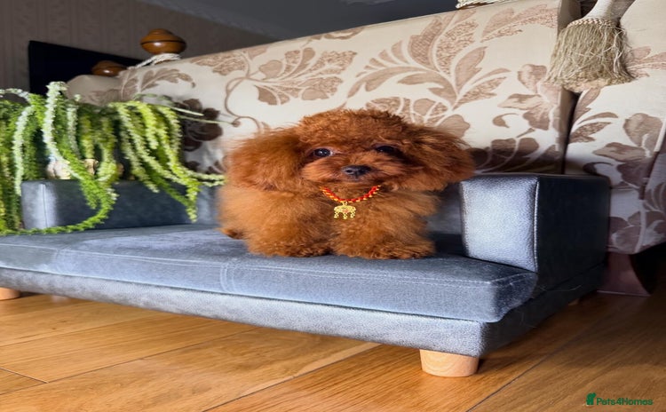 Toy Poodle dogs - Advert 2