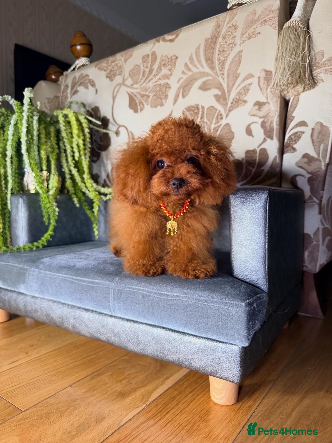 Toy Poodle dogs for sale: Asian micro poodle Boy - Image 1
