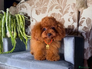 Toy Poodle dogs - Advert 5