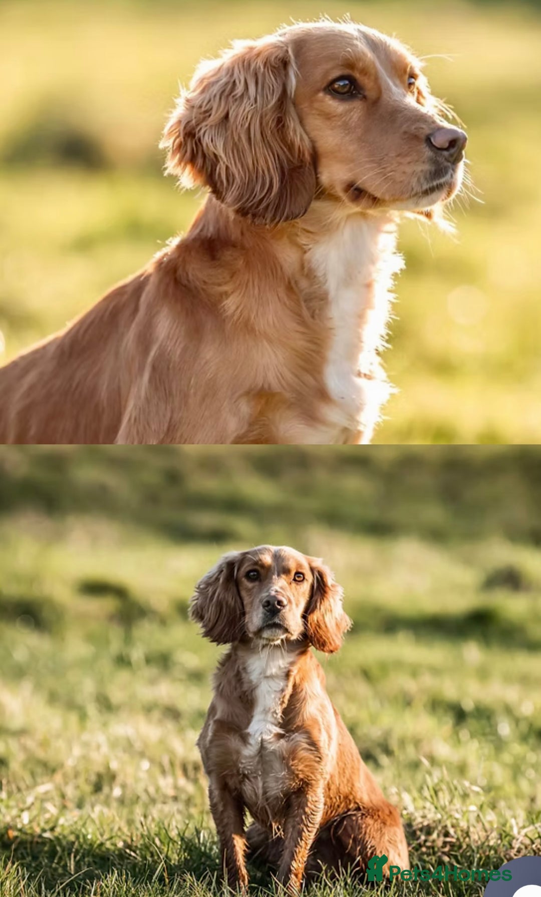 Cocker Spaniel dogs for sale: Pedigree Cocker Spaniels SOLD - Advert 9