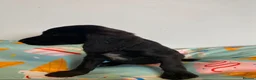 Cocker Spaniel dogs for sale: Cocker spaniel puppies - Advert 15