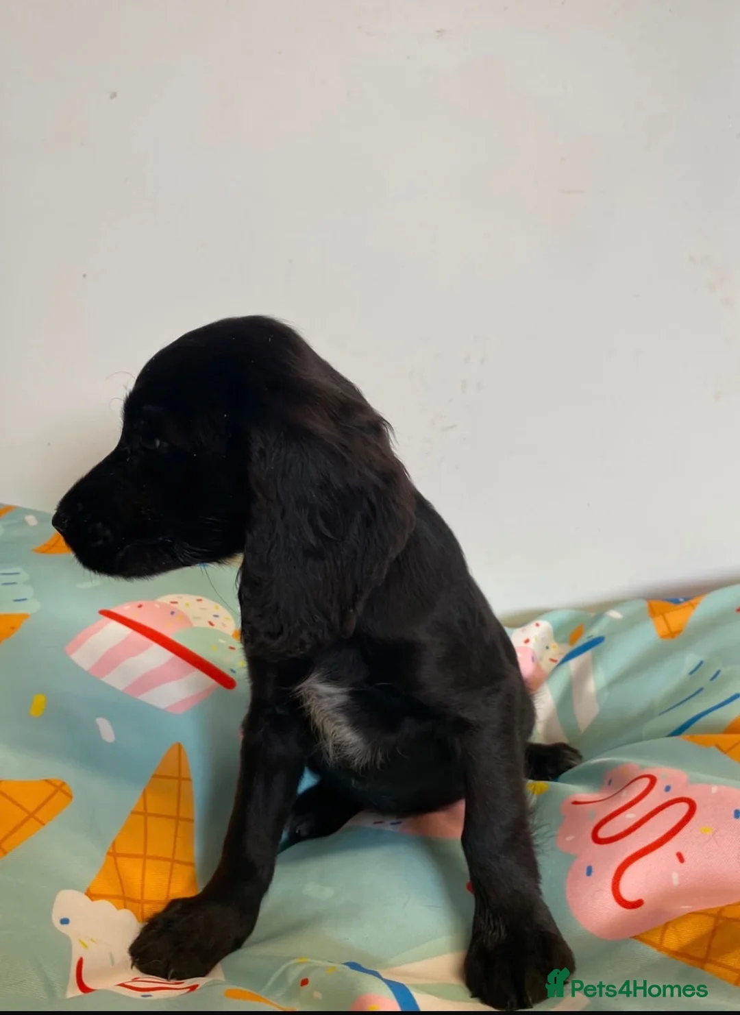 Cocker Spaniel dogs for sale: Cocker spaniel puppies - Advert 15