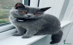 British Shorthair cats for sale: Beautiful Blue British Shorthair female cat QUEEN - Image 1