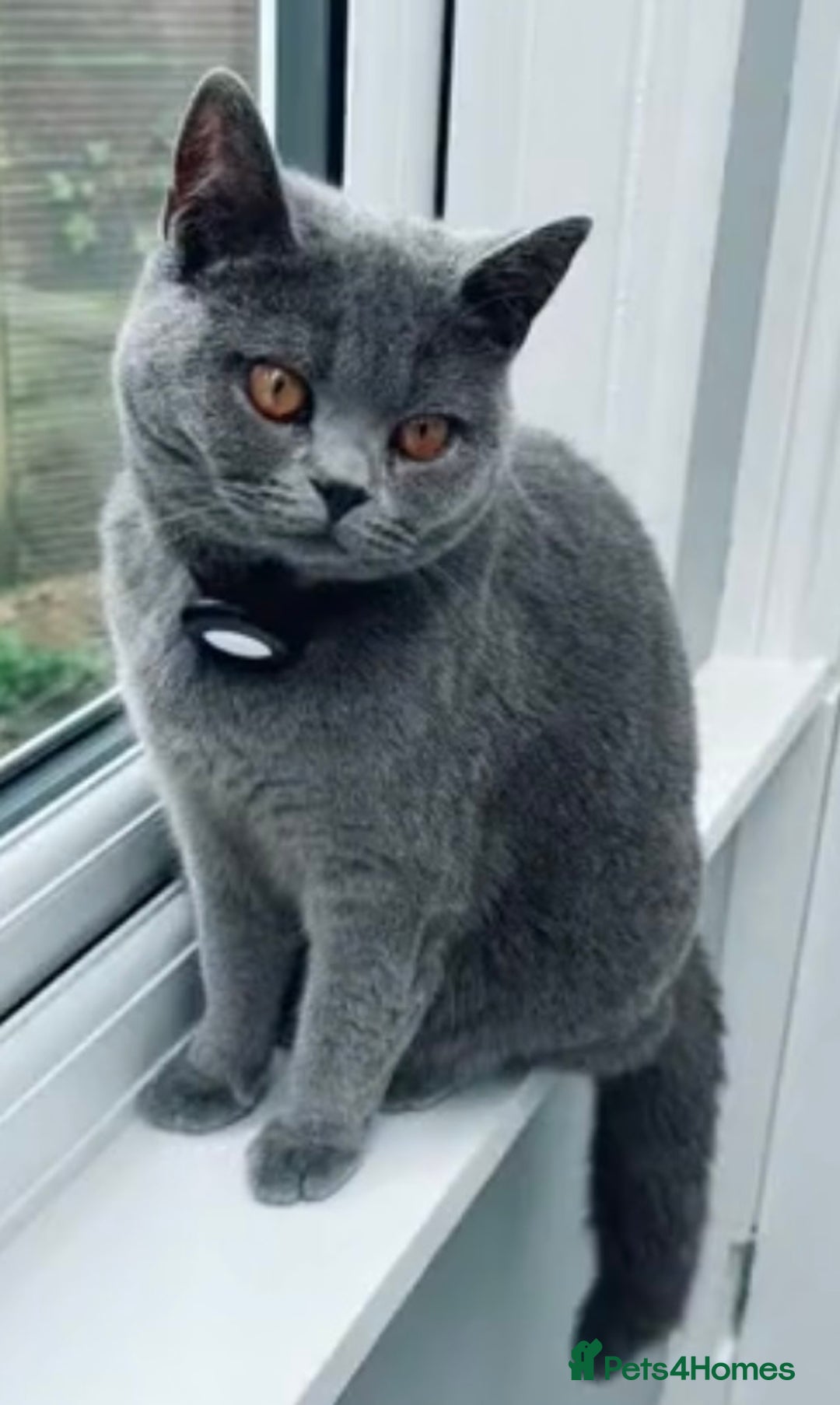 British Shorthair cats for sale: Beautiful Blue British Shorthair female cat QUEEN - Image 1