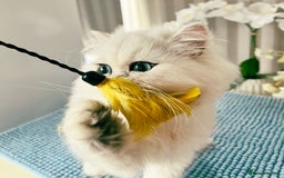 Persian cats for sale: Beautiful Chinchilla Persian Kittens*** - Image 5