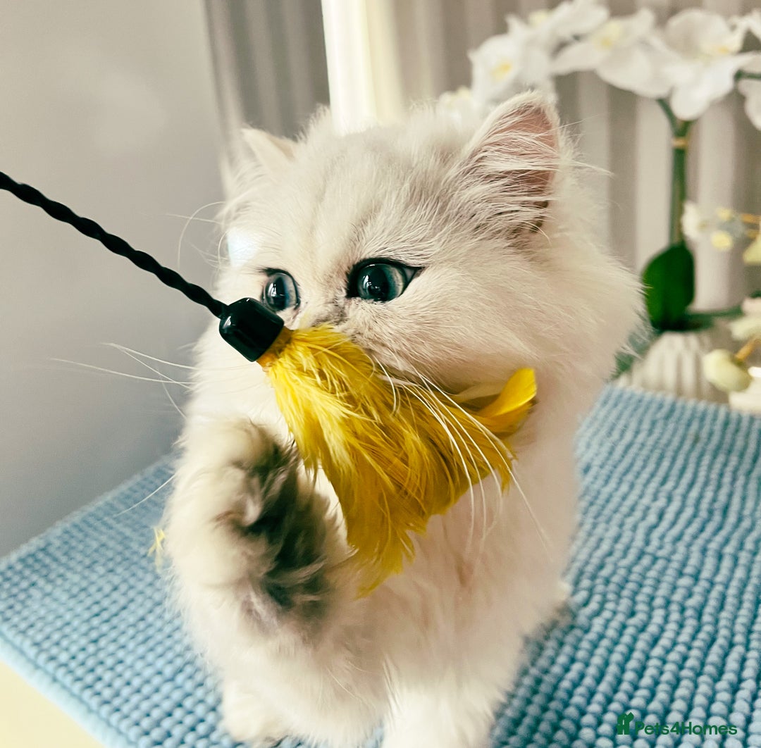 Persian cats for sale: Beautiful Chinchilla Persian Kittens*** - Image 5