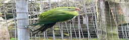 Parakeets birds for sale: 2025 Male Barrabands’s for sale - Advert 3