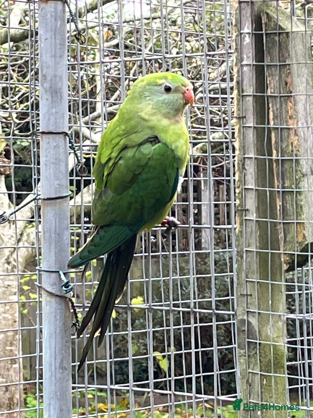 Parakeets birds for sale: 2025 Male Barrabands’s for sale - Advert 3