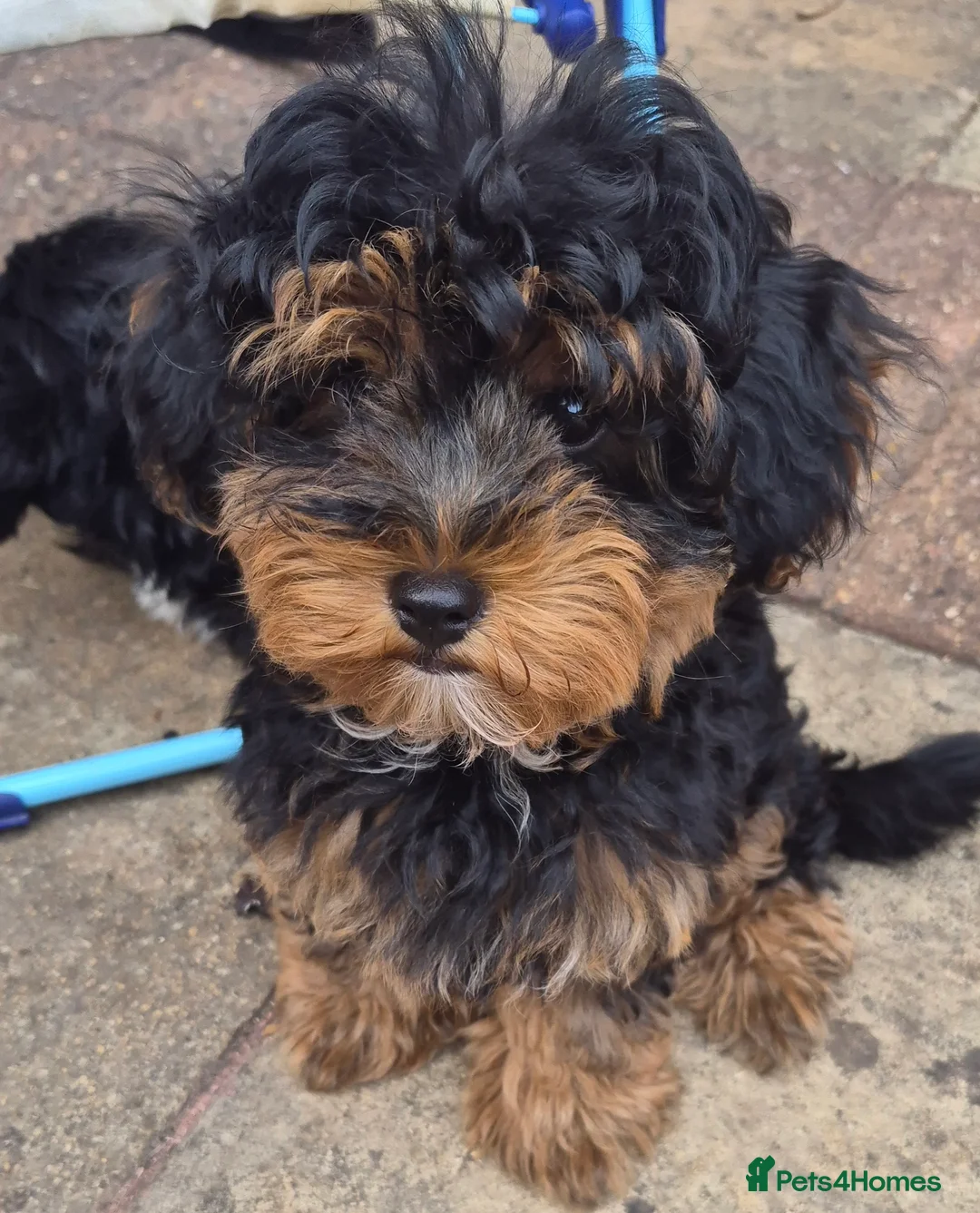 Mixed Breed dogs for sale: 🐾 3 CAVORKIE BOYS READY FOR FOREVER HOMES! 🐾 in Enfield - Advert 18