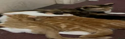 Mixed Breed cats for sale: 4 kittens in need of a loving family - Advert 20