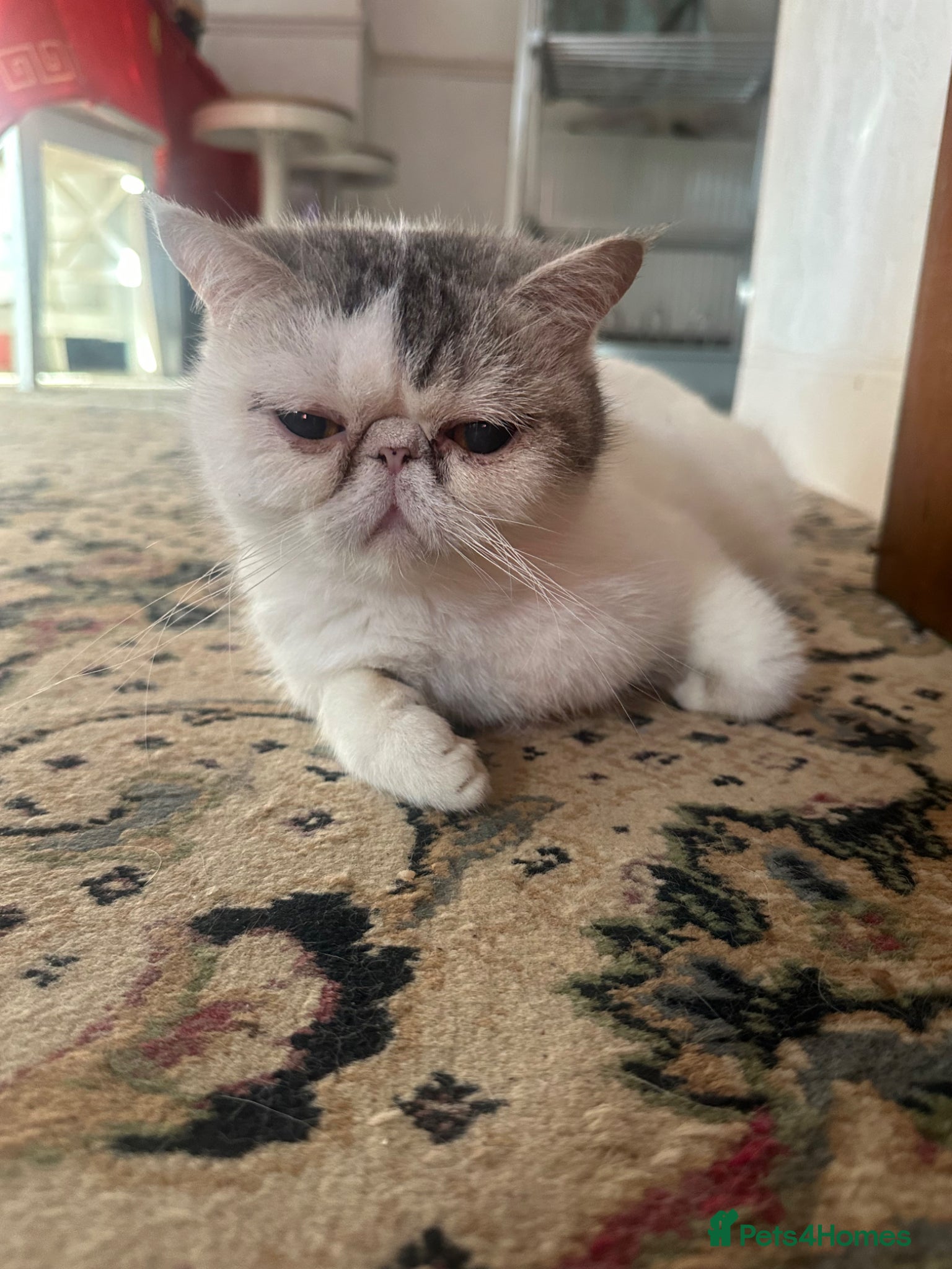 Exotic cats Cute kittens for sale - Advert 2