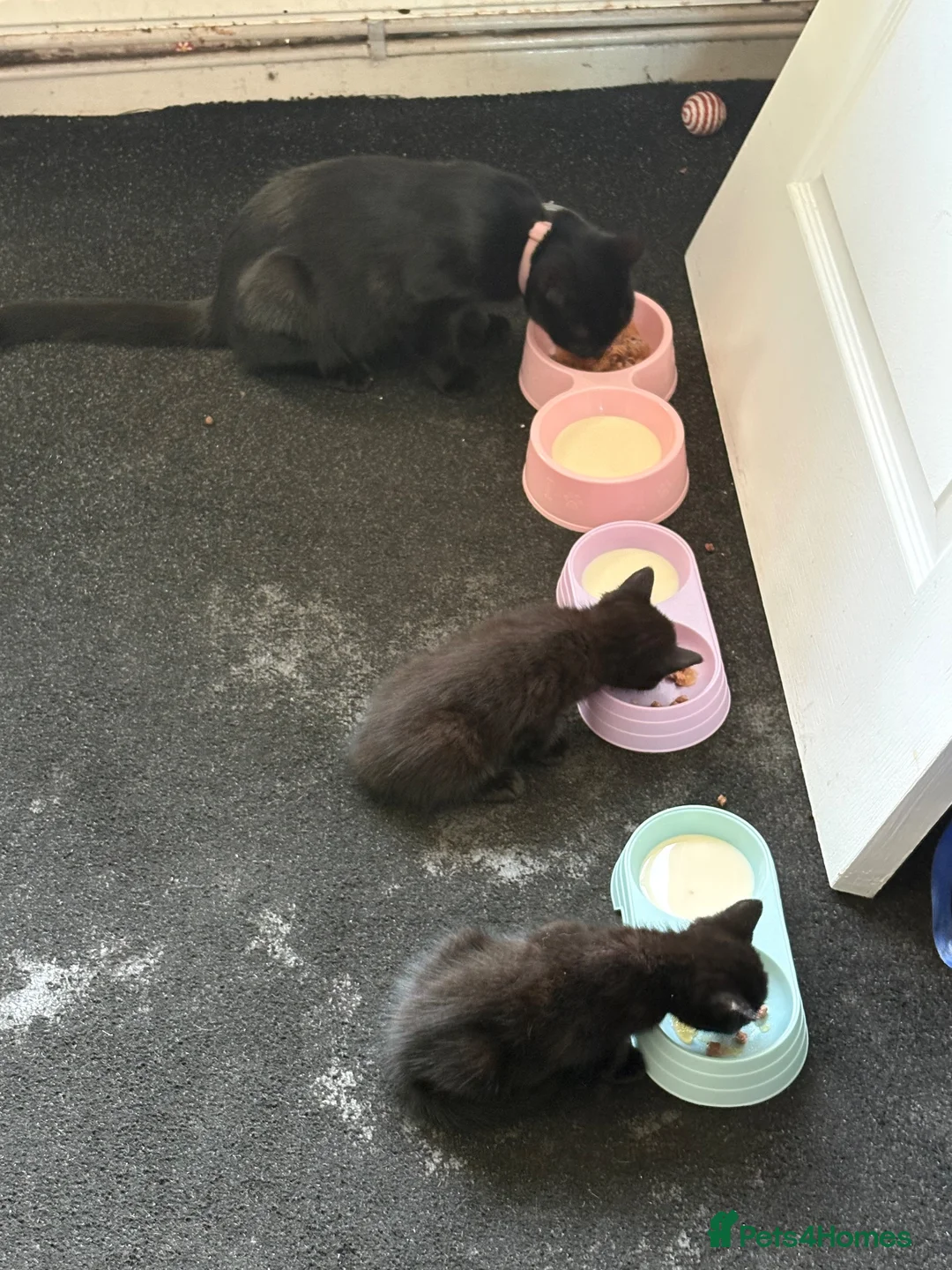 Mixed Breed cats for sale: Queen has had ghost kittens  - Advert 5