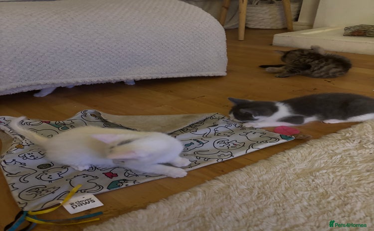 Mixed Breed cats - Advert 1