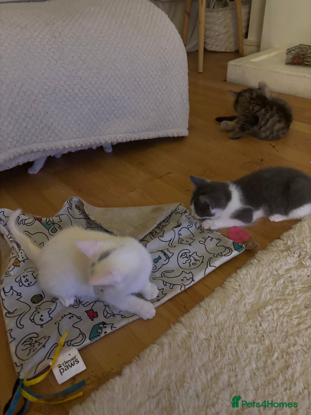 Mixed Breed cats for sale: 4 Male and 2 female kittens - Image 1