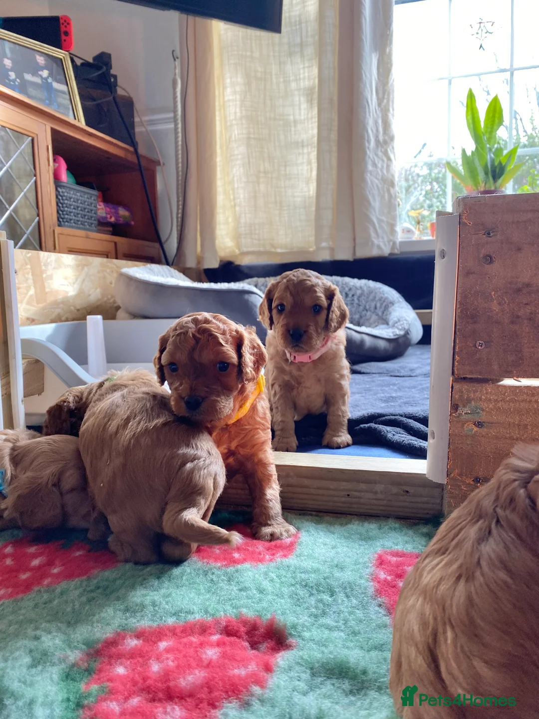 Mixed Breed dogs for sale: Beautiful Cavacockapoo puppies, only two left!  - Advert 17