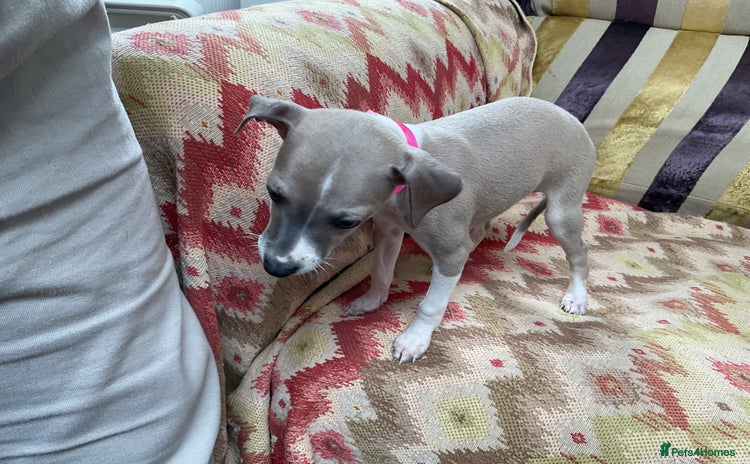Italian Greyhound dogs - Advert 3
