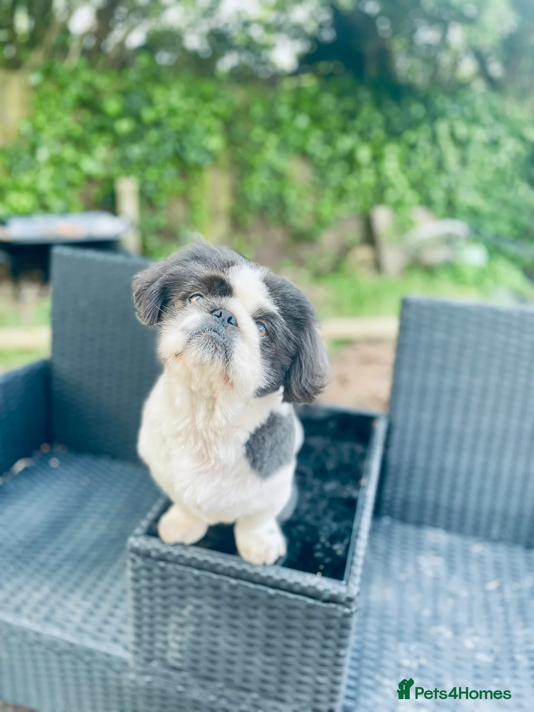 Pekingese dogs for sale: 6 Year Old Male KC registered  - Advert 3