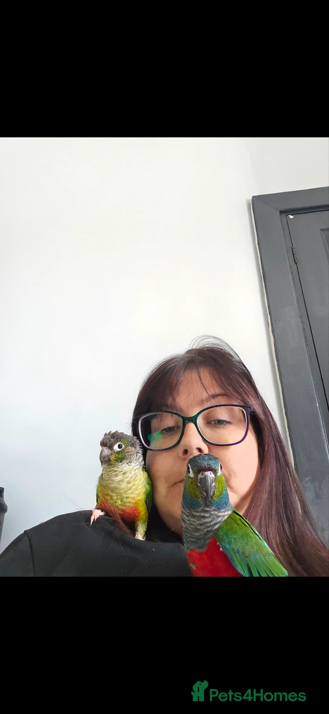 Conures birds for sale: Two beautiful funny Conures.  in Porth - Advert 2