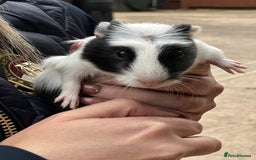 Guinea Pig rodents for sale: Beautiful Baby Guinea Pigs  - Image 6