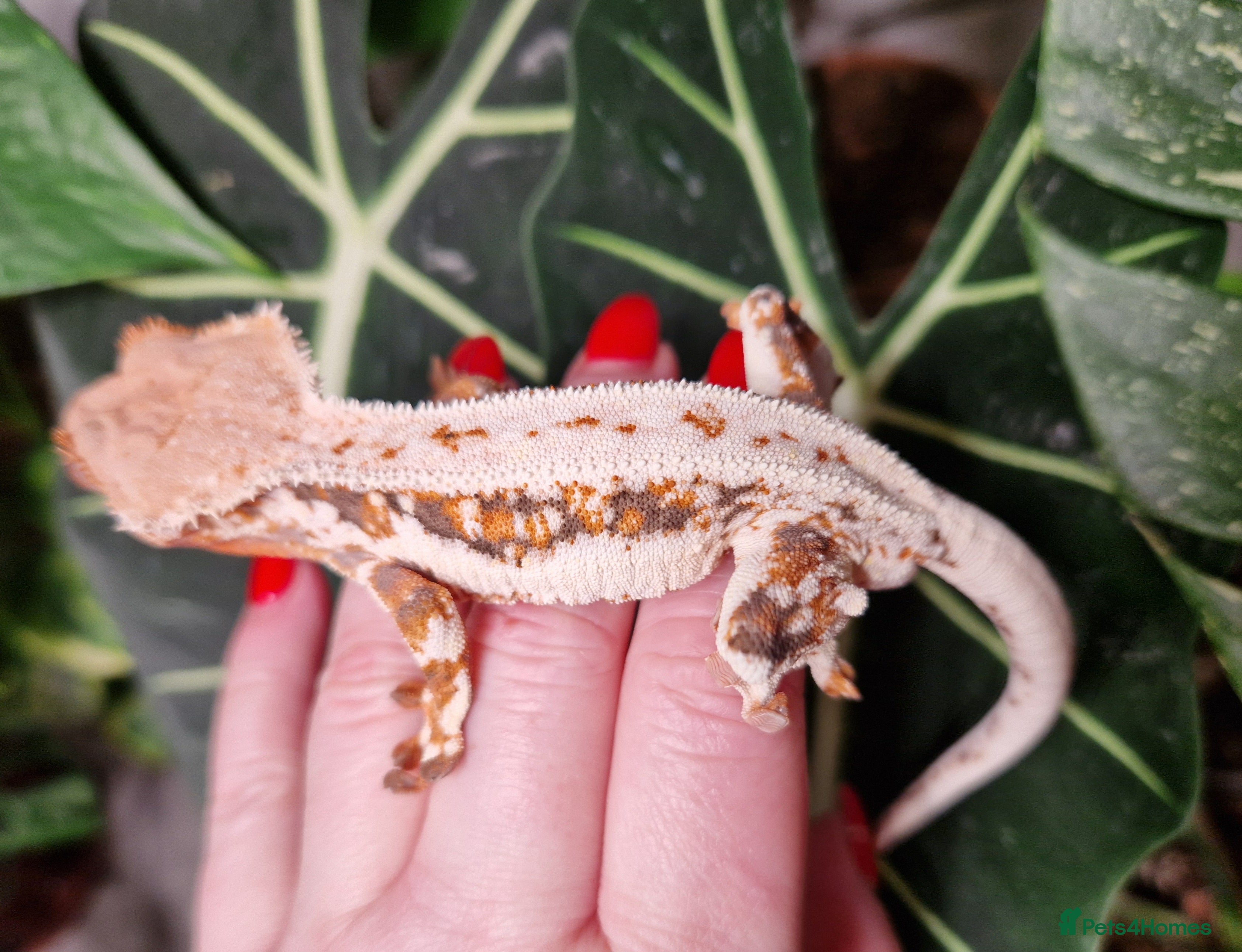 Gecko reptiles lily white crested geckos for sale - Advert 10