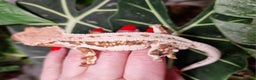 Gecko reptiles for sale: lily white crested geckos for sale - Advert 4