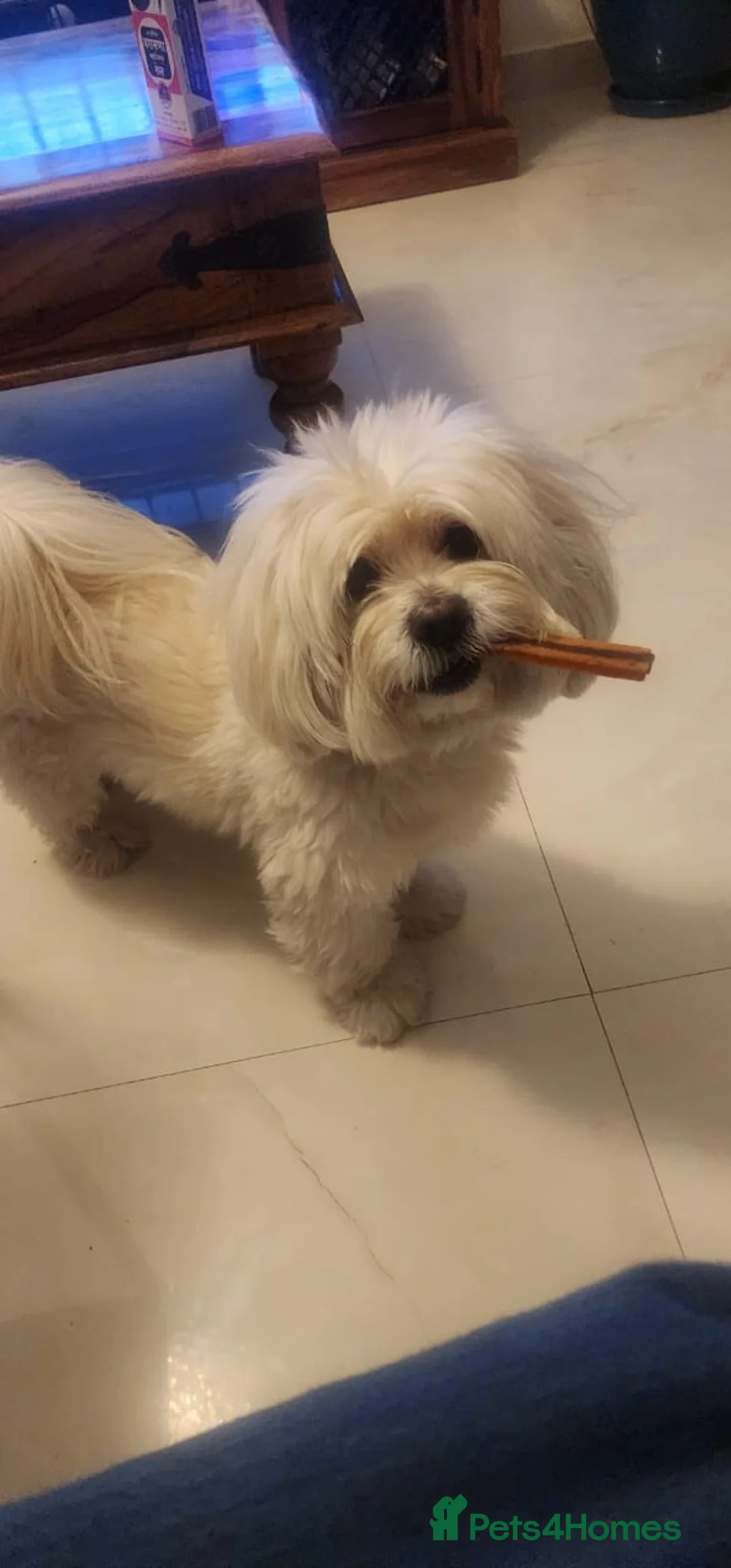 Havanese dogs for sale: Two beautiful girls available - Advert 14