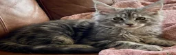 Maine Coon cats for sale: Pedigree Maine Coon kittens - Advert 3