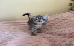 Maine Coon cats for sale: Ragdoll cross Maine Coon kitten - Image 5