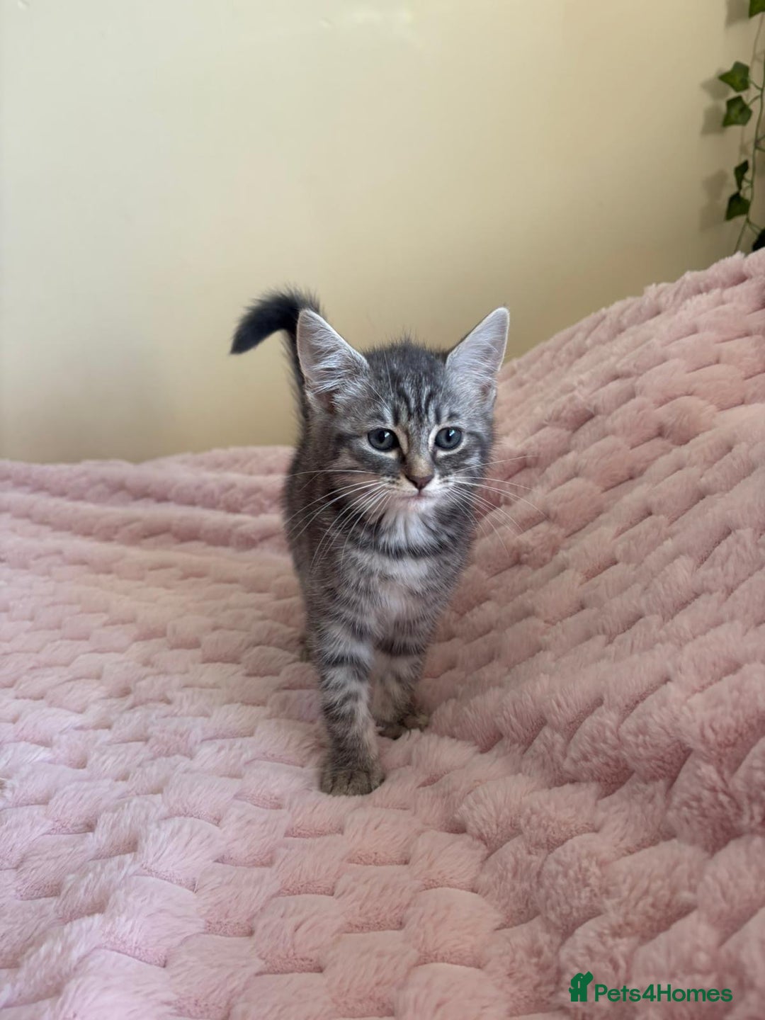 Maine Coon cats for sale: Ragdoll cross Maine Coon kitten - Image 5