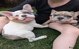 French Bulldog dogs for sale: fluffy carrier French bulldog girls  - Image 1