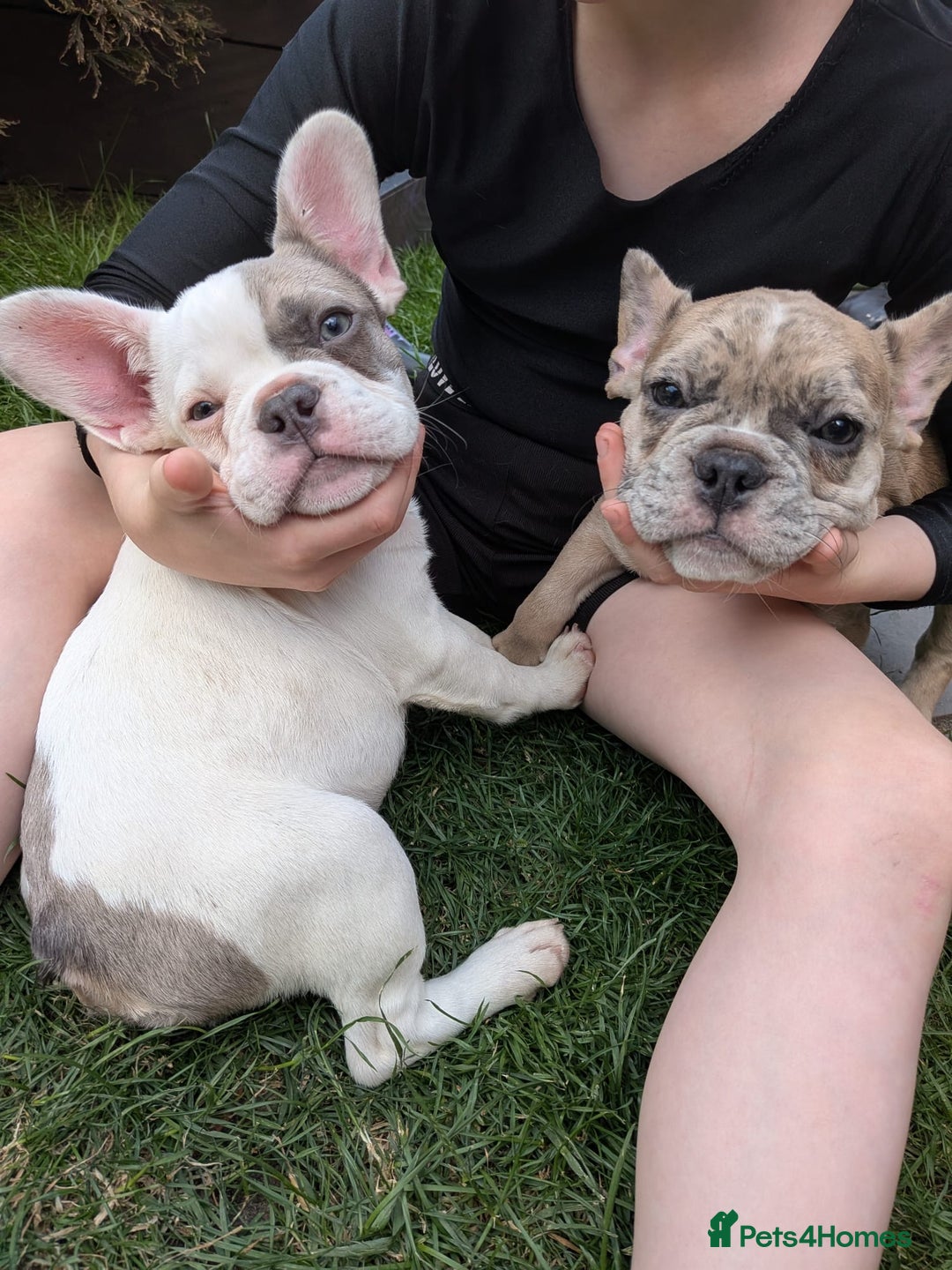 French Bulldog dogs for sale: fluffy carrier French bulldog girls  - Image 1