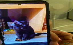 Maine Coon cats for sale: Simba - Image 2